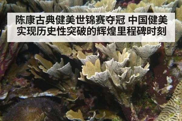 陈康古典健美世锦赛夺冠 中国健美实现历史性突破的辉煌里程碑时刻